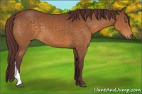 Horse Color:Chocolate Buckskin 