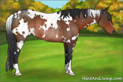Horse Color:White Spotted Brown Rabicano