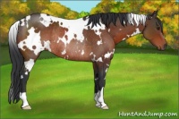 Horse Color:White Spotted Brown Rabicano