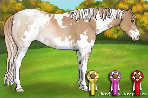 Horse Color:White Spotted Liver Chestnut Pearl Sabino 