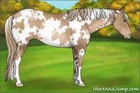 Horse Color:White Spotted Liver Chestnut Pearl 