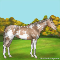 Horse Color:White Spotted Liver Chestnut Pearl