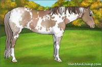 Horse Color:White Spotted Black Pearl
