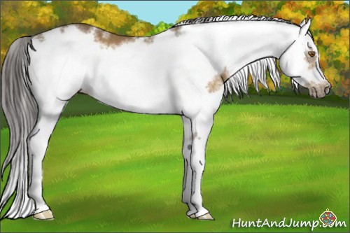 Horse Color:Buckskin Sabino Frame Rabicano
