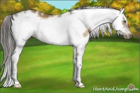 Horse Color:Buckskin Sabino Frame Rabicano 