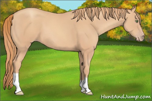 Horse Color:Gold Champagne 