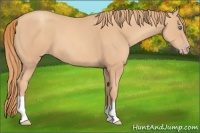 Horse Color:Gold Champagne 