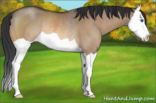 Horse Color:Bay Dun Splash Rabicano 
