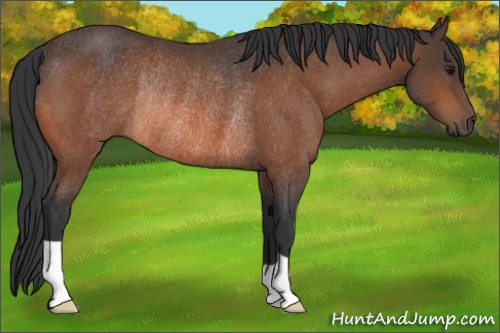 Horse Color:Bay Rabicano