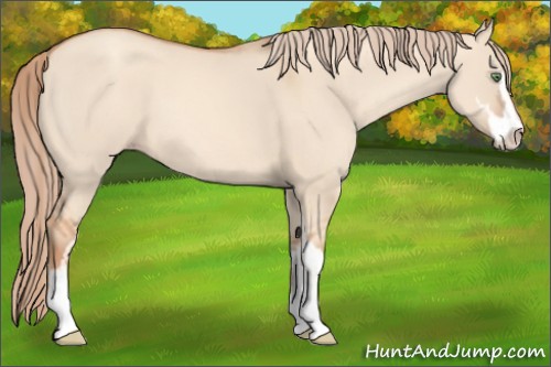 Horse Color:Gold Champagne Dun Sabino 