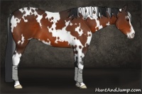 Horse Color:White Spotted Brown Sabino 
