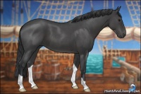 Horse Color:Blue Roan 