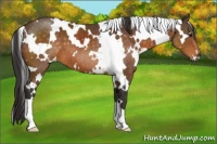 Horse Color:White Spotted Buckskin