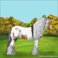 Horse Color:White Spotted Bay Tobiano 