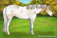 Horse Color:White Spotted Silver Buckskin Dun Sabino 