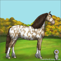 Horse Color:Gray Classic Cream Champagne Dun Appaloosa 