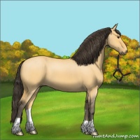 Horse Color:Buckskin Dun 