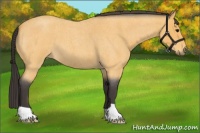 Horse Color:Buckskin Roan