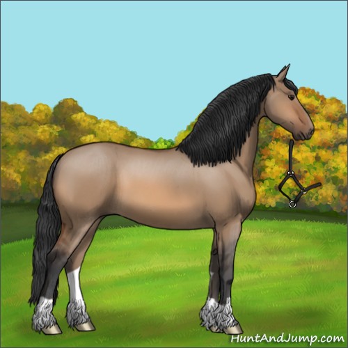 Horse Color:Bay Dun 