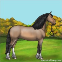 Horse Color:Bay Dun 