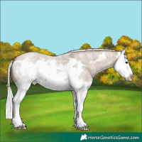 Horse Color:Silver Grullo Roan Splash Frame