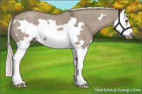 Horse Color:Silver Grullo Roan Splash Frame 