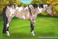 Horse Color:White Spotted Brown Dun Varnish Brindle 