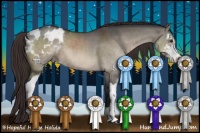 Horse Color:Brown Dun Sabino Appaloosa Brindle 