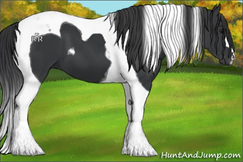 Horse Color:Black Tobiano