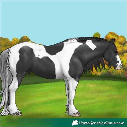 Horse Color:Black Tobiano