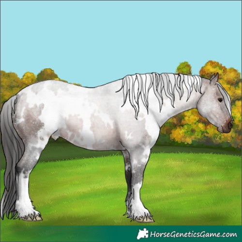 Horse Color:White Spotted Brown