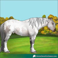 Horse Color:White Spotted Brown 