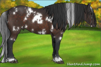Horse Color:White Spotted Brown 