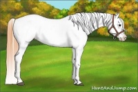 Horse Color:Buckskin Frame Varnish 
