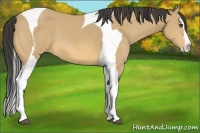Horse Color:Buckskin Splash Tobiano 