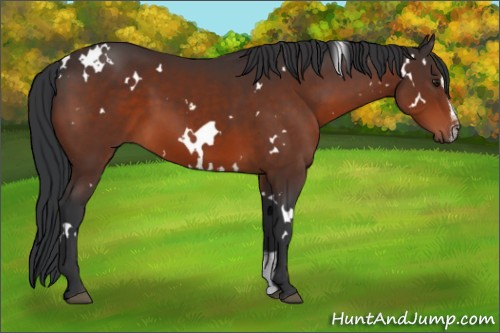 Horse Color:White Spotted Brown Sabino 