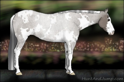 Horse Color:White Spotted Grullo Sabino 