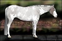 Horse Color:White Spotted Grullo Sabino
