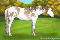 Horse Color:White Spotted Black Pearl Sabino Splash 