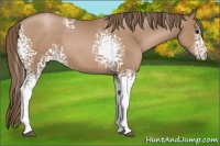 Horse Color:White Spotted Black Pearl 