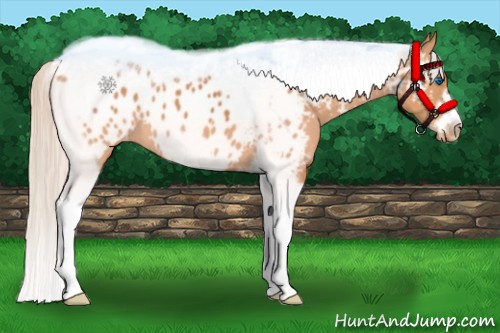 Horse Color:Silver Bay Tobiano Frame Appaloosa
