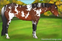 Horse Color:White Spotted Brown 