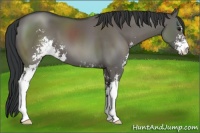 Horse Color:Grullo Sabino 