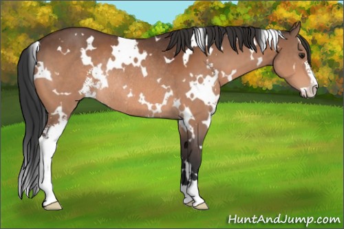 Horse Color:White Spotted Brown Sabino Rabicano