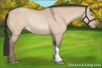Horse Color:Sable Champagne Dun Rabicano 
