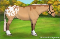 Horse Color:Silver Buckskin Dun Varnish