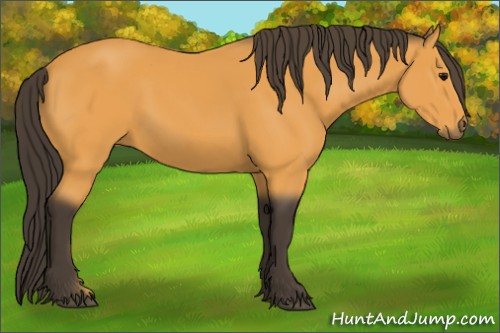 Horse Color:Buckskin