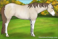 Horse Color:Grullo Roan Pearl Sabino Rabicano