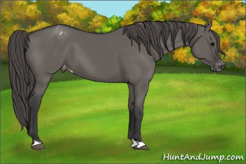 Horse Color:Grullo Appaloosa 