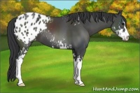 Horse Color:Black Sabino Blanket 